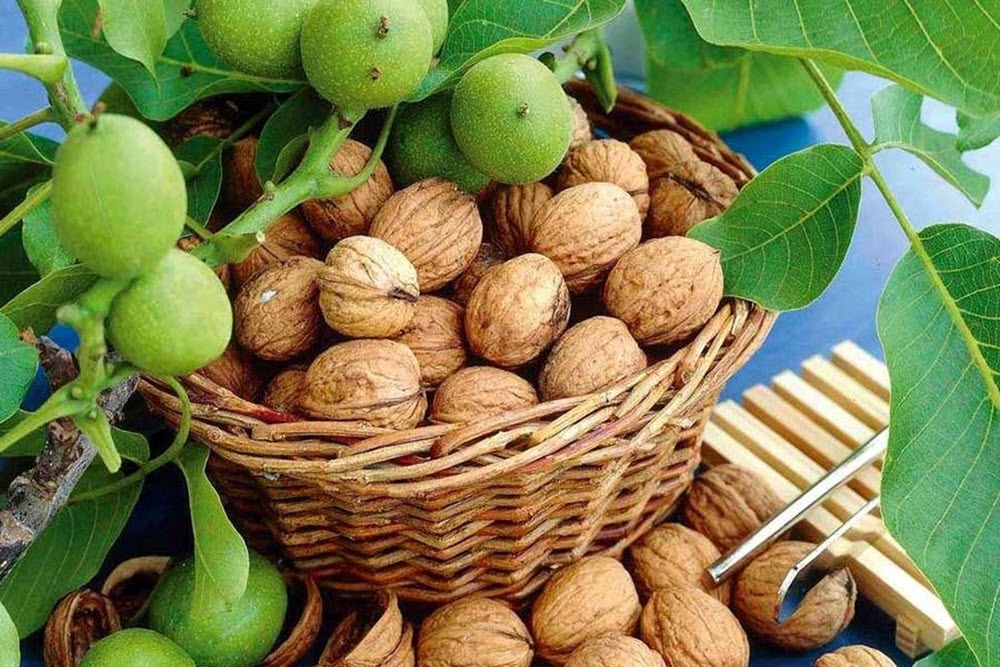 گردوی نهاوند؛ ظرفیت مغفول زاگرس