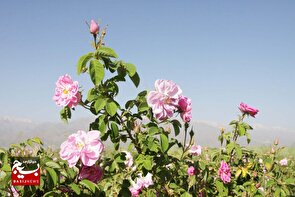 ثبت آیین سنتی گلابگیری شهرستان بروجرد در فهرست رویدادهای گردشگری کشور ثبت آیین سنتی گلابگیری شهرستان بروجرد در فهرست رویدادهای گردشگری کشور