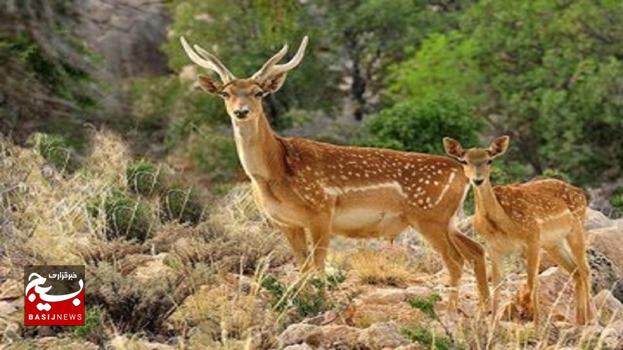 مشاهده و ثبت یک رأس گوزن زرد ایرانی در سایت فندقلو مشاهده و ثبت یک رأس گوزن زرد ایرانی در سایت فندقلو