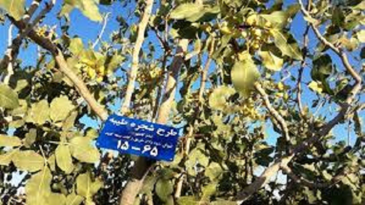 اهدای ۲۵۰ درخت به نیازمندان بناب در قالب طرح شجره طیبه اهدای ۲۵۰ درخت به نیازمندان بناب در قالب طرح شجره طیبه