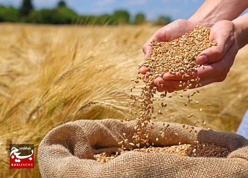 خوشههای دانش در مزارع، ثبت ارقام پرمحصول گندم در اردبیل خوشههای دانش در مزارع، ثبت ارقام پرمحصول گندم در اردبیل