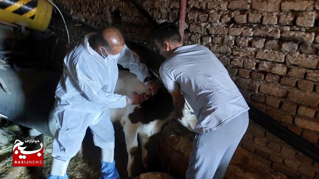 از پیرجد تا کله‌جو؛ ۴۰۰۰ رأس دام زیر چتر جهادِ امید و خدمت در مکتب ولایت