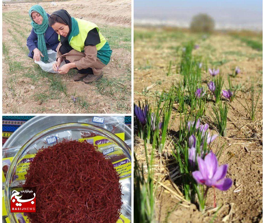 روایت کارآفرینی یک خانواده بروجردی در روستا