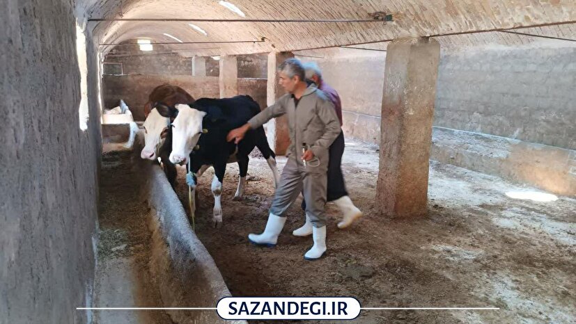 ۷۰ راس دام سنگین در بوکان واکسیناسیون شد
