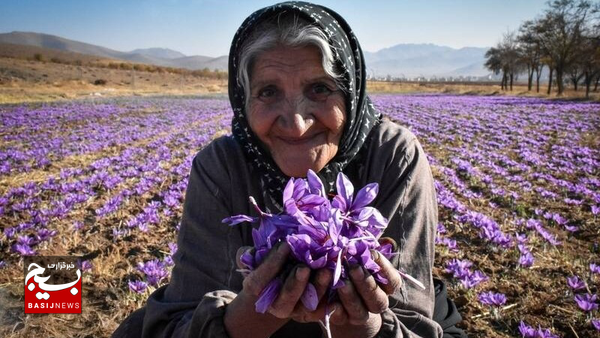 طلای سرخ به دشت مغان رسید طلای سرخ به دشت مغان رسید