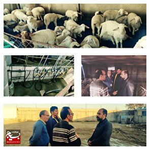بازدید از واحد دامداری دام سانن شیرده و تشریح اهداف در شهرستان شیروان