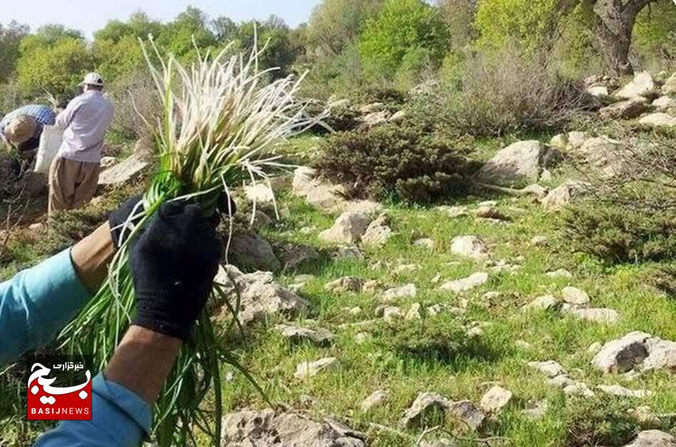 ممنوعیت برداشت گیاهان دارویی درسطح استان سمنان؛ هشدار جدی منابع طبیعی به متخلفان