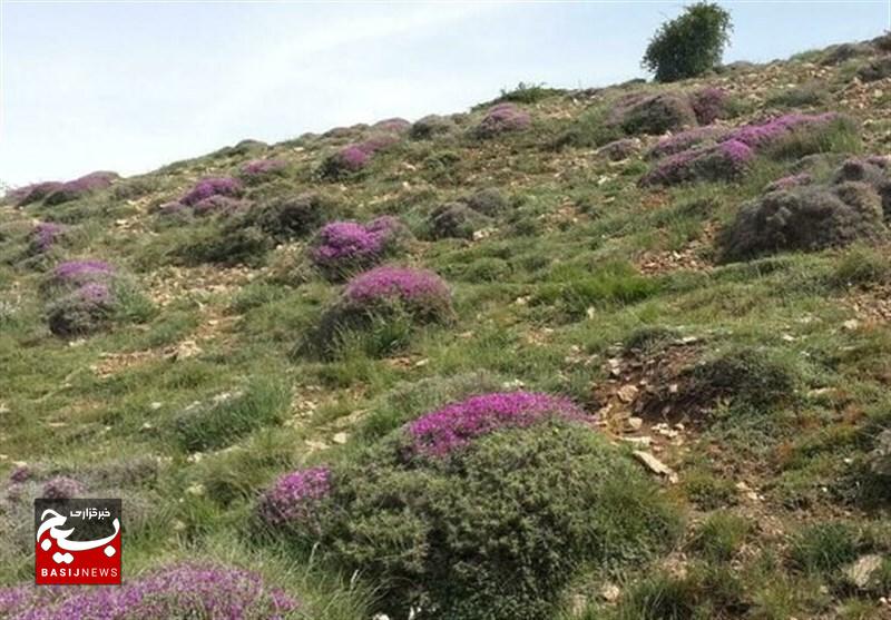 ارزش اقتصادی مراتع بالاتر از تعلیف دام است ارزش اقتصادی مراتع بالاتر از تعلیف دام است