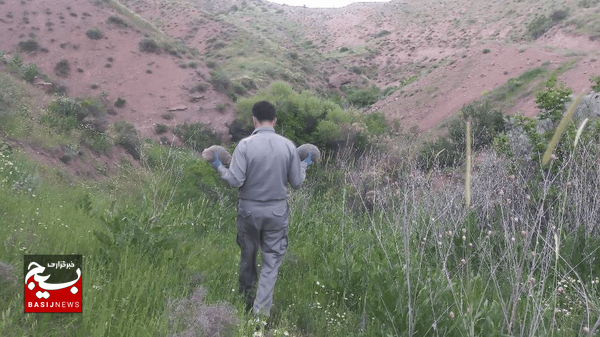 ۸۷ لاکپشت کشفشده از متخلفان به آغوش طبیعت بازگشتند ۸۷ لاکپشت کشفشده از متخلفان به آغوش طبیعت بازگشتند