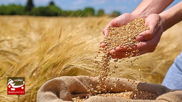 گندم اردبیل ۴۹۵ هزار ریال قیمت گذاشته شد گندم اردبیل ۴۹۵ هزار ریال قیمت گذاشته شد