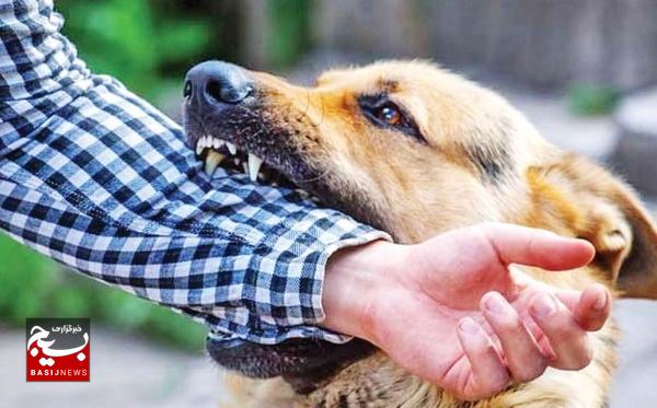 ۹۹ مورد سگ گزیدگی در بیلهسوار ۹۹ مورد سگ گزیدگی در بیلهسوار