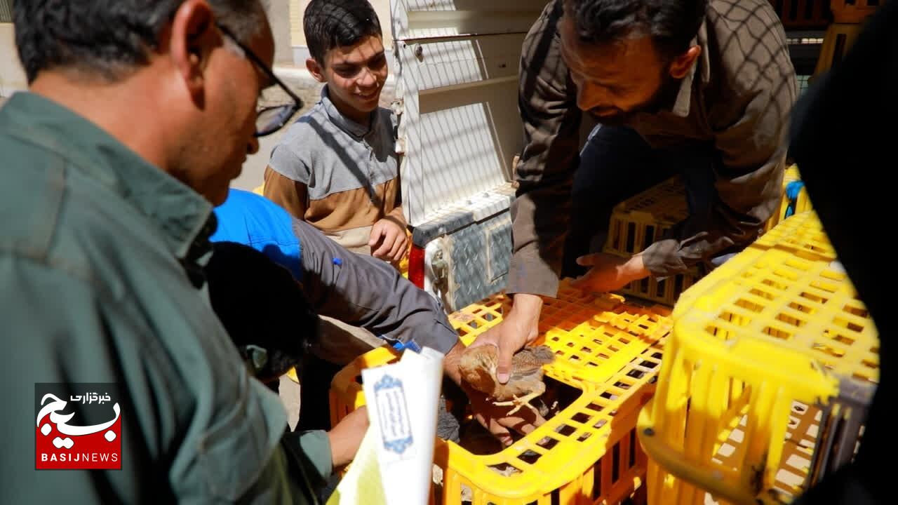 اجرای طرح «معیشتمحور خانوادهها» برای خودکفایی روستاها/ توزیع ۲۱ هزار قطعه جوجه مرغ بومی در خراسان جنوبی اجرای طرح «معیشتمحور خانوادهها» برای خودکفایی روستاها/ توزیع ۲۱ هزار قطعه جوجه مرغ بومی در خراسان جنوبی