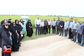 آغاز تور ترویجی مشترک مزارع الگویی برنج در ۲۰ شهرستان مازندران / با حضور کارشناسان بسیجی، کشاورزان پیشرو و محققان