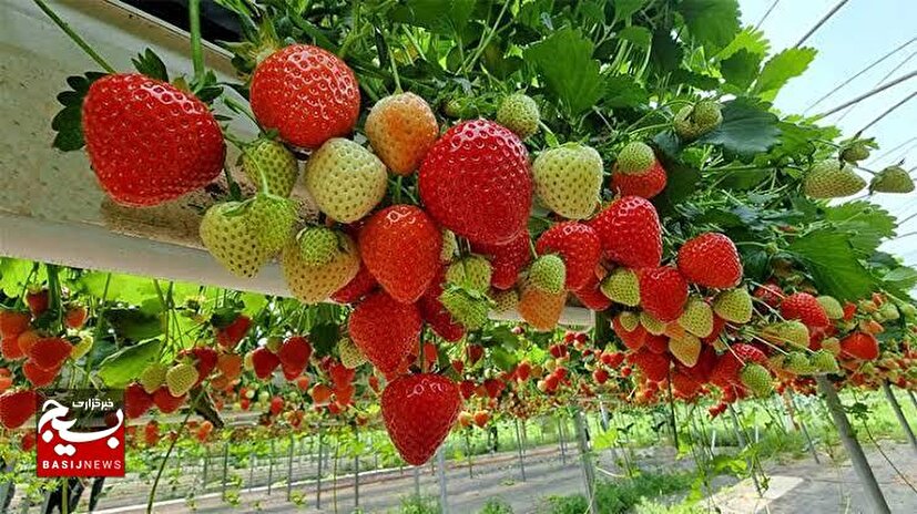 حفظ بوته‌های توت‌فرنگی هیدروپونیک در فصل تابستان، ابتکار گلخانه‌داران ایذه‌ای