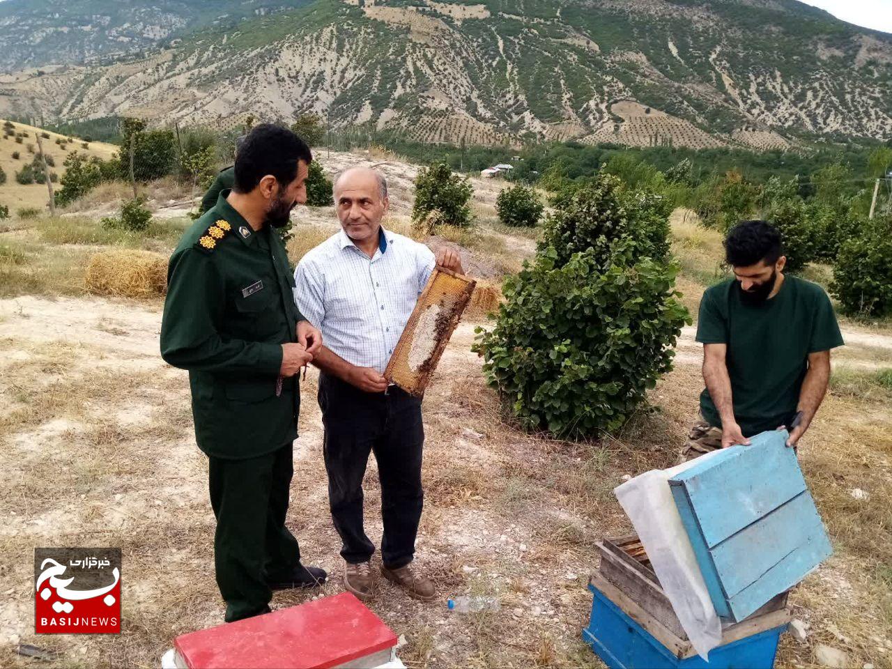 ویزیت رایگان ۱۹۰۰ رأس دام و مشاوره کشاورزی توسط بسیج کشاورزی و عشایری سپاه قدس گیلان 