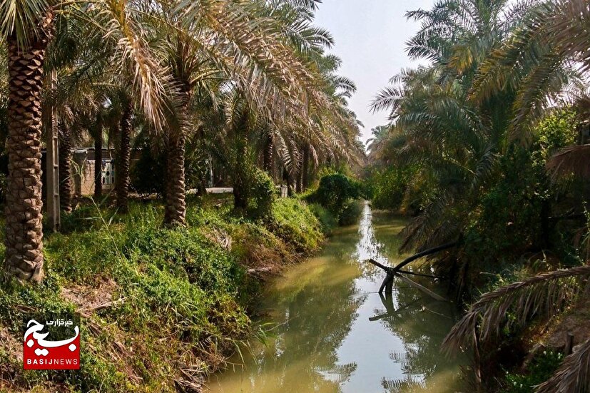 تامین آب نخیلات حوضه مارون در خوزستان با رهاسازی آب