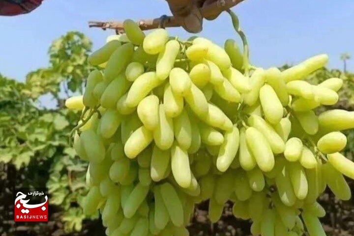 شیرینی انگور بردسکن زیر سایه کم‌آبی؛ باغداران چشم‌انتظار صنایع تبدیلی