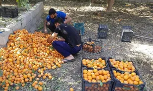 تولید محصولات باغبانی خوزستان ۱۲.۵ درصد افزایش یافت