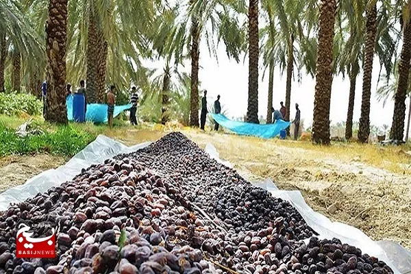 ۱۰۲ واحد صنایع وابسته به خرما در سیستان و بلوچستان راه‌اندازی شده است