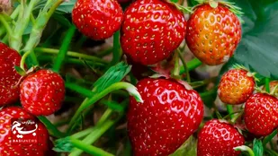 تولید سالانه ۱۰۰۰ تن محصولات گلخانه&zwnj;ای در نمین