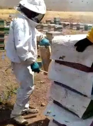 آغاز برداشت عسل از روستای زرند طارم سفلی