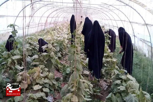محصول خیار از گلخانه های روستای لنگر بانی برداشت شد
