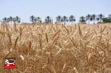 واریز ۴۸ ساعته پول خرید گندم به حساب کشاورزان در سال آینده