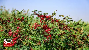 رشد ۳.۵ درصدی کشت چای ترش در خوزستان