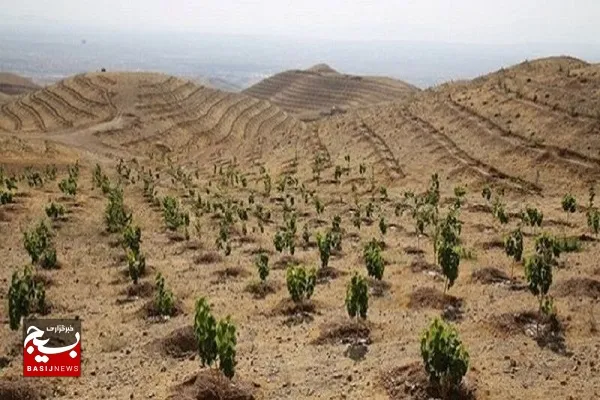 طرح کشت یک میلیارد درخت در کشور درحال اجراست