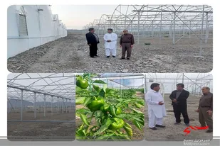 اولین مجتمع گلخانه&zwnj;ای شهرستان نیکشهر درحال احداث است