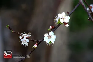 شکوفه&zwnj;های بهاری در همدان