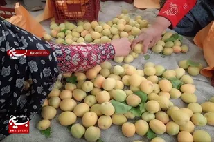 توزیع زردآلو در میان خانواده&zwnj;های نیازمند با مشارکت جهادگران بسیجی