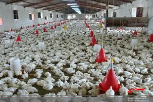 مجوز آبدهی برای ایجاد ٢۴ واحد مرغداری جدید در دلگان صادر شد