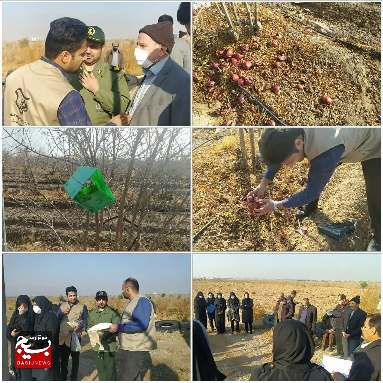 طرح جمع آوری و معدوم سازی بقایای آلوده گیاهی از باغات در سمنان انجام شد