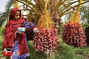 برداشت خرمای ۴ هزار هکتار از نخلستان های بارورشهرستان ایرانشهر آغاز شد
