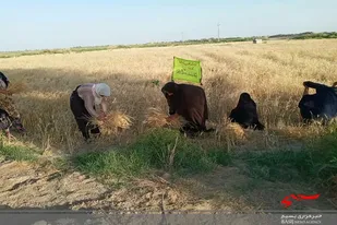 برگزاری اردوی جهادی یک روزه و کمک به کشاورزان توسط خواهران بسیجی شهر قرقری از توابع شهرستان هیرمند