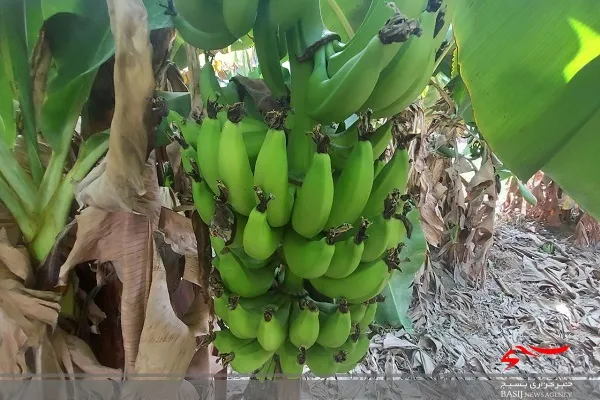 شهرستان زرآباد سالیانه بیش از ۱۳۰ هزار تن موز به بازارکشور عرضه می‌کند