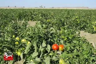کاشت ۶۰ هکتار گوجه&zwnj;فرنگی در شهرستان فنوج