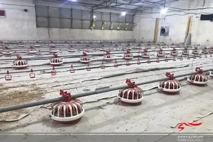 ٢١ واحد مرغداری ٢٠ هزار قطعه ای در میرجاوه در حال ساخت است