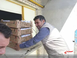 مرحله نخست توزیع رایگان جوجه یک روزه در پلدشت انجام شد