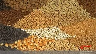 کشف هفت تن مکمل غذایی دام قاچاق در الیگودرز