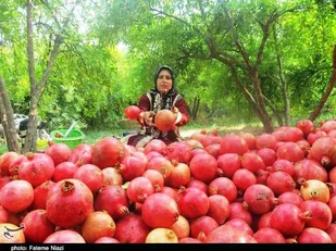 اینجا انارستان است/ وقتی خونِ زمین در انار می&zwnj;جوشد/ روایت عشق و عطش در باغ&zwnj;های کوهدشت