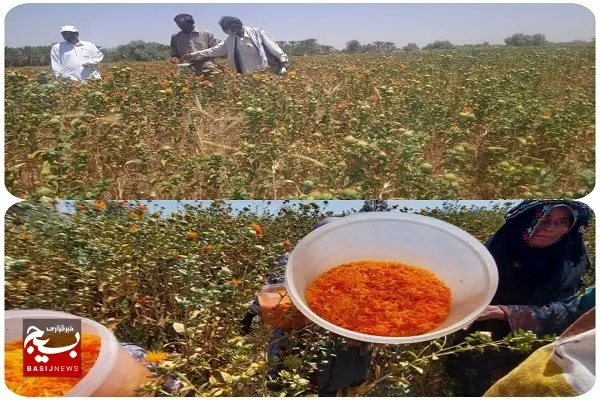 برداشت گلرنگ مزارع شهرستان بمپور آغاز شد