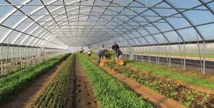 طرح جهش تولید در ۳۰ هکتار از دیم&zwnj;زارهای قزوین اجرا می&zwnj;شود