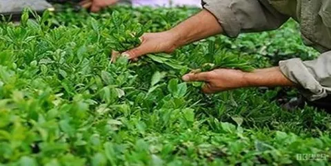 واردات بی‌رویه تولید چای و برنج را با مشکل مواجه کرده است