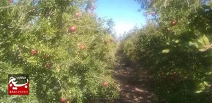 برداشت حدود ۳۸۵۰ تن انار از ۳۵۰ هکتار از باغات بارور شاهرود