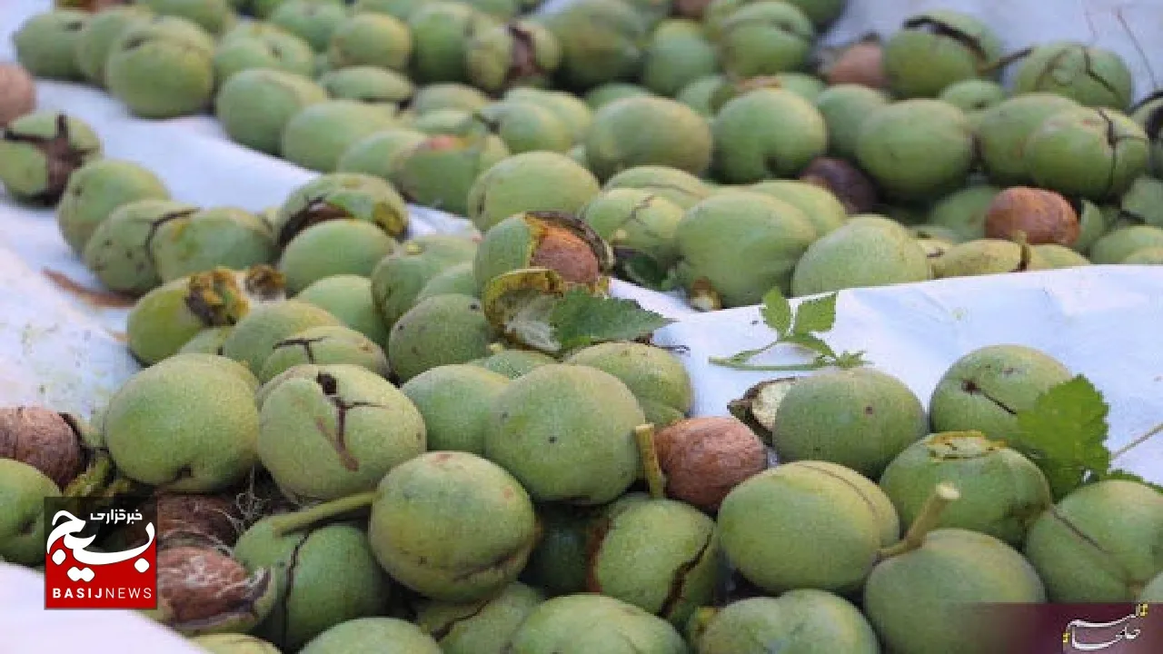 پیش بینی برداشت بیش از هزار و ۸۰۰ تن گردو در صیدون