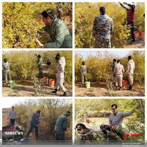 مشارکت جهادگران در برداشت محصول کشاورزان ۱۲۲ روستا و محله شهری