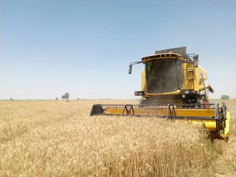 پايان عمليات برداشت گندم در استان کرمانشاه