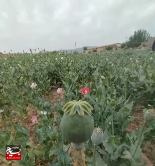 کشف مزرعه خشخاش در کاشمر توسط بسیج